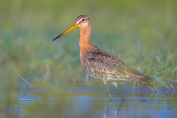 Majestic Black-tailed Godwit wader bird suspiciously looking in the camera