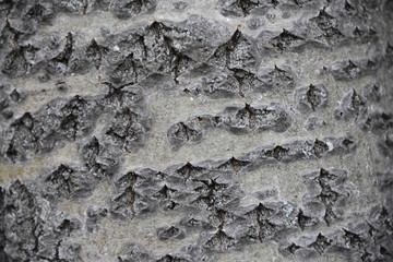 Birkenrinde mit Moos