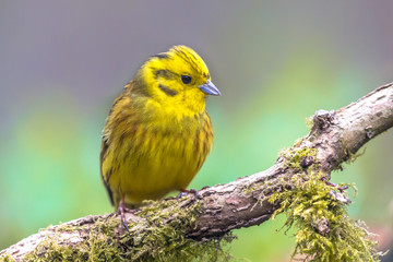 Yellowhammer on mossy branch
