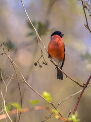 Bullfinch on twig