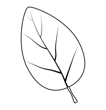  leaf silhouette vector symbol icon design.