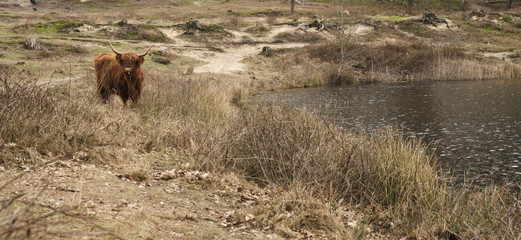 wild and hairy scottish Highland cattle cow walking freely by De Leemputten lakes, Netherlands