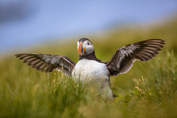 Young Puffin exercising