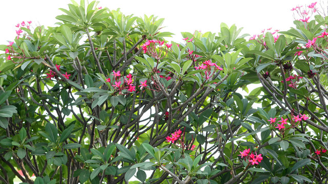 Plumeria, Frangipani, Temple Tree
