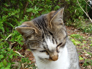 Obraz premium 「猫の額(狭い事の比喩表現)」の実物