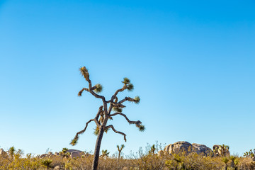 Joshua Tree National Park