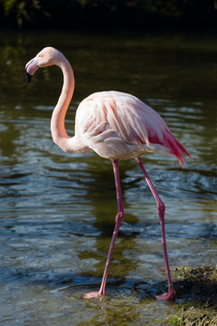 Flamingo Munich a zoo In Germany