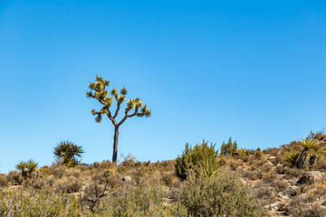 Obraz premium Joshua Tree National Park