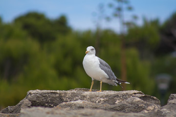 Seagull resting on a rock