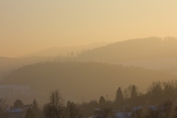 Obraz premium Trees and forest in the background of nature.