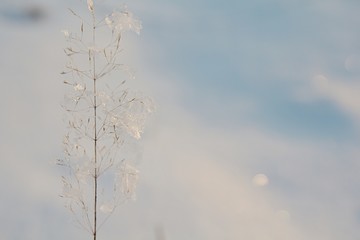 Fototapeta na wymiar Twig in the snow.