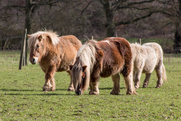 Small herd of ponies on the meadow