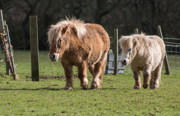 Two ponies on the meadow