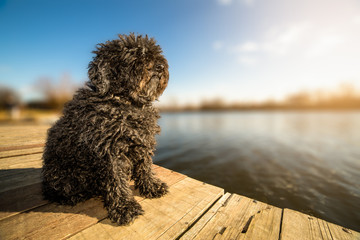 Hungarian Puli dog sitting on the dock