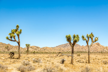 Joshua Tree National Park