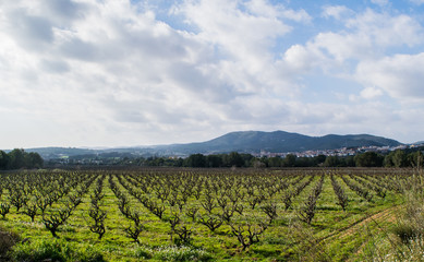 Fototapeta na wymiar Field of grape vines early spring in Catalonia, Spain