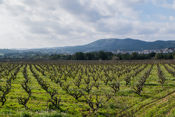 Fototapeta na wymiar Field of grape vines early spring in Catalonia, Spain
