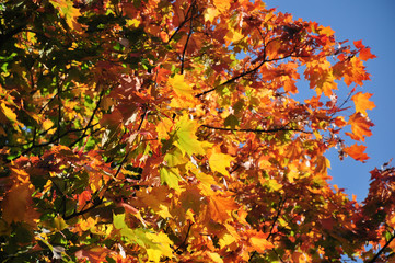 Beautiful yellow maple leaves, natural autumn scene
