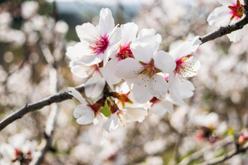 The almond tree flowers with branches and almond nut close up, blurry background