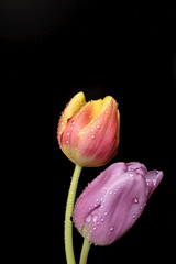 Water droplet covered red and yellow and purple tulips isolated against a black background