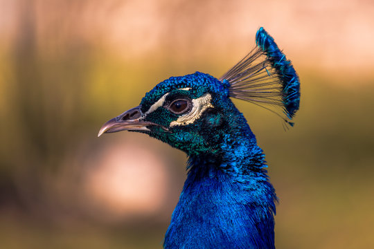 Close up image of a blue male peacock or peafowl showing just it's head and neck with a blurred background.