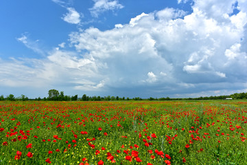 Fototapeta na wymiar Red poppies field