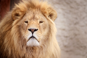 Fototapeta na wymiar Gorgeous Male Lion in all of his glory. African exotic animal in the zoo