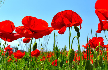 Obraz premium Red poppies field