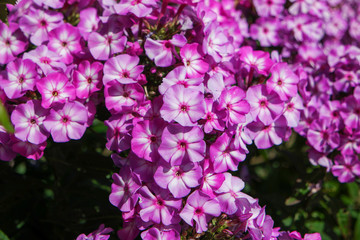 Phlox Blüten pink