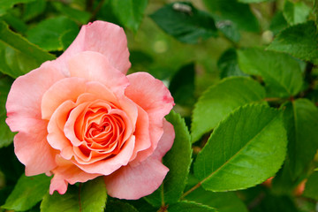 Rose rosa