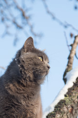 Portrait of fluffy gray cat on a tree with snow