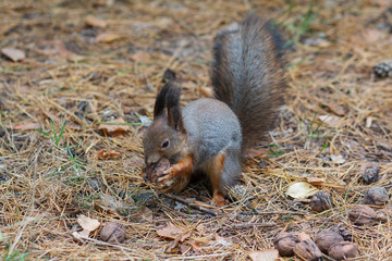 Gray squirrel gnaws a nut in the park. Animals