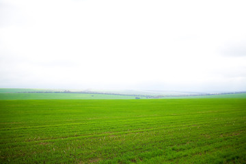 Fototapeta premium Field of green grass and the sky with clouds