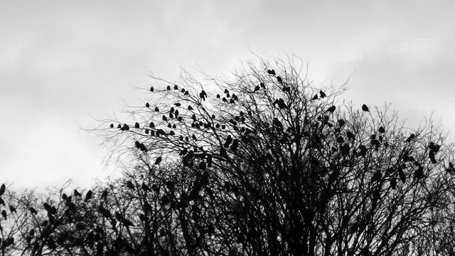 Scary Crows Ravens Silhouettes On Horror Trees