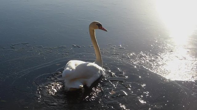 Swan Struggling With Ice On Frozen Lake