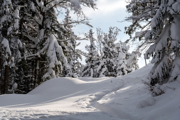 Obraz premium Large view on the snowy trees