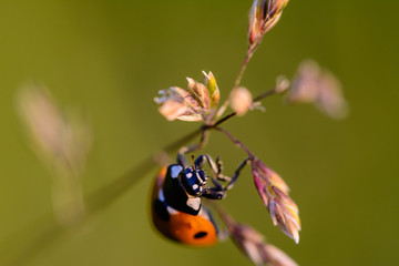 Marienkäfer