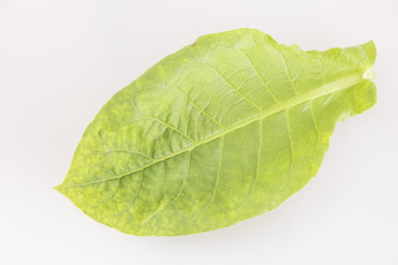 Tobacco leaves (Nicotiana tabacum)