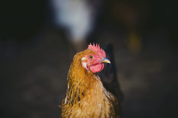Closeup of a red chicken on a farm in nature. Hens in a free range farm. Chickens walking in the farm yard