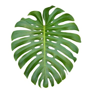 Monstera large tropical jungle leaf, Swiss Cheese Plant, isolated on white background