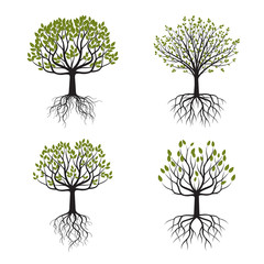 Obraz premium Set Green Tree with Roots. Vector Illustration.