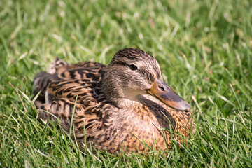 Female Mallard crouching in the grass.