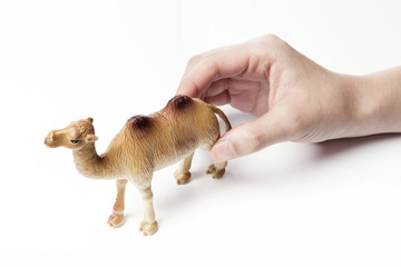 woman hand hold a toy, camel isolated white.