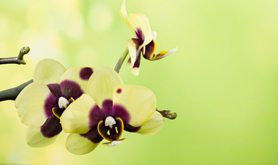 Orchidea, Orchid