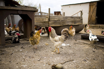 Black and white rooster among chickens and ducks in the village