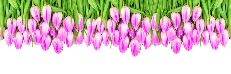 Floral border Tulip flowers banner Violet colored blooms