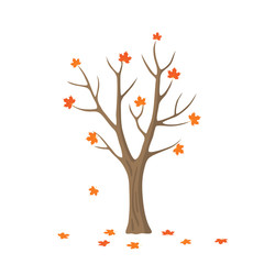 Vector flat maple tree isolated. single maple with orange and red leaves on white background. Autumn season.