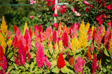 cockscomb flower in garden