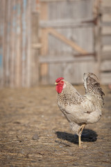 Portrait black and white cock in the village
