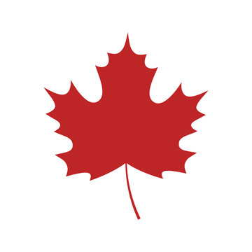 Single red maple leaf on white background. Vector maple leaf isolated.